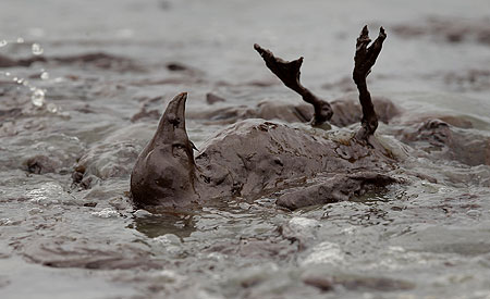 oil spill animals. oil-spill-animals-covered-